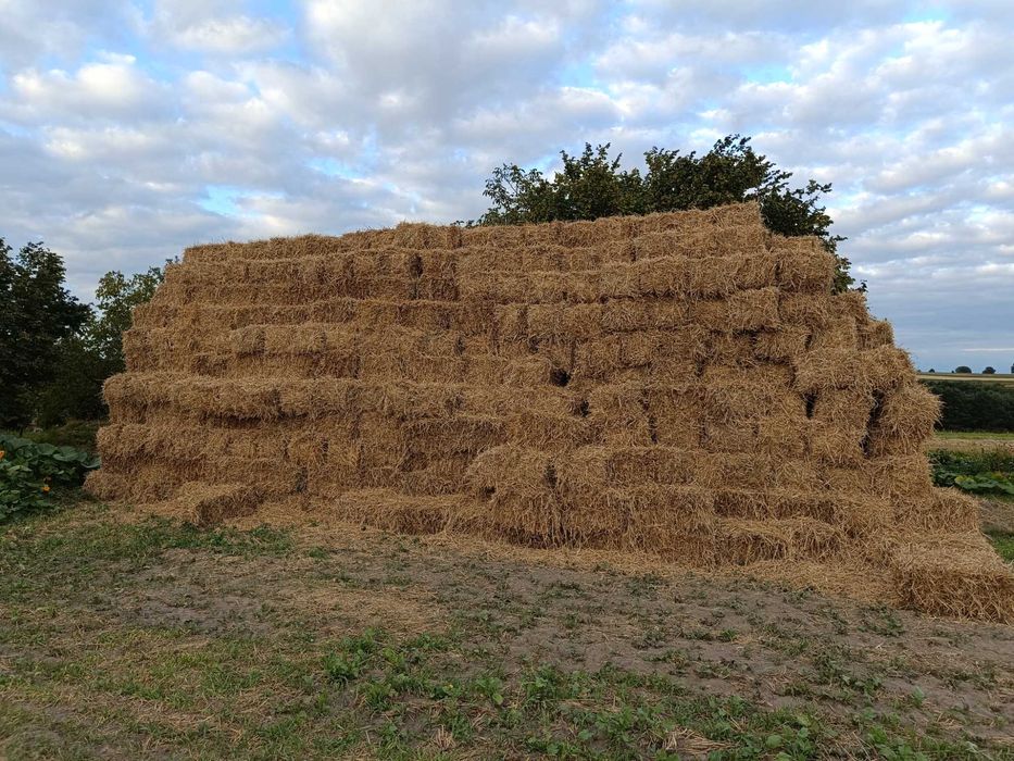 Słoma pszenna w kostkach
