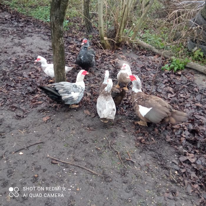 Продам Індокачок та інкубаційні яйця.