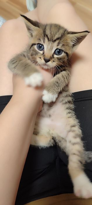 Віддамо кошенят в добрі руки