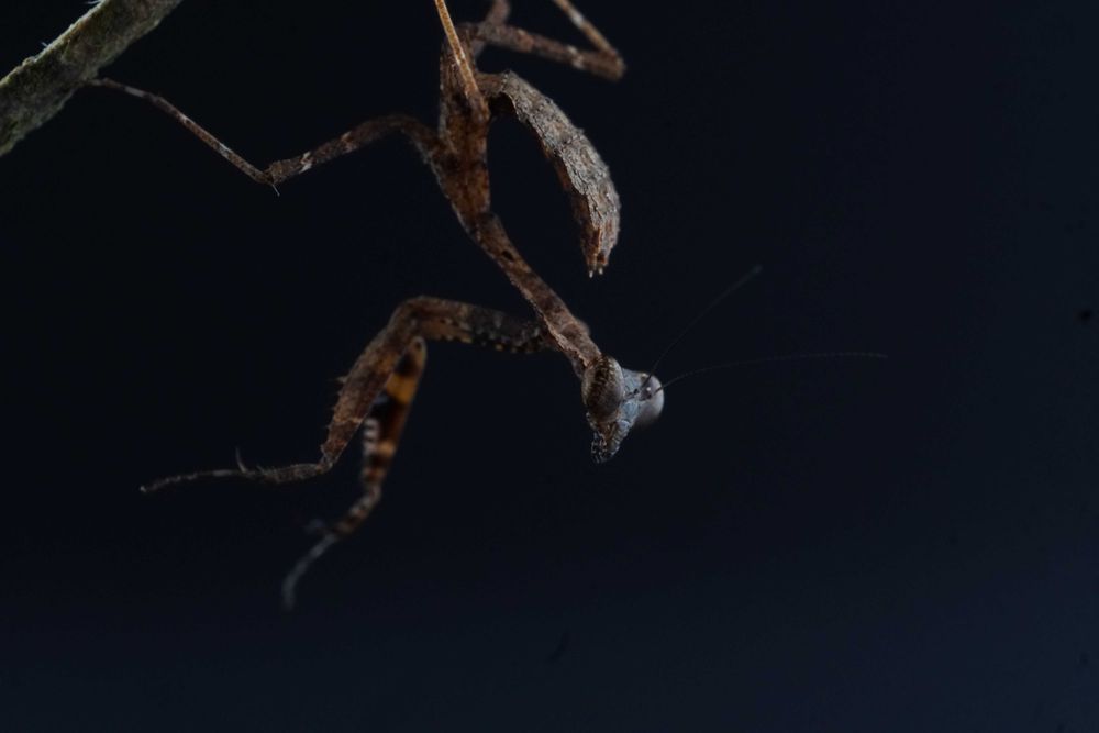 Deroplatys Desiccata parki L5