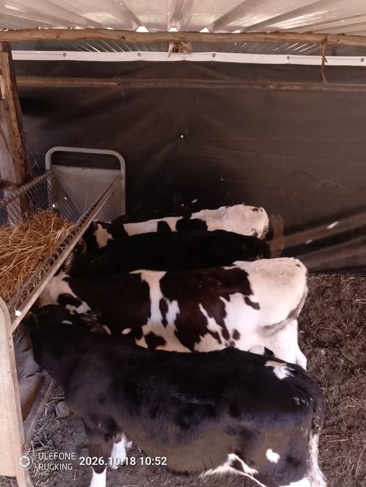 Vende se tourino puro e limousine cruzado com tourino