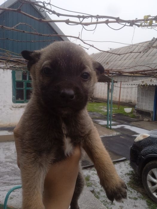 Отдам щенков две девочки