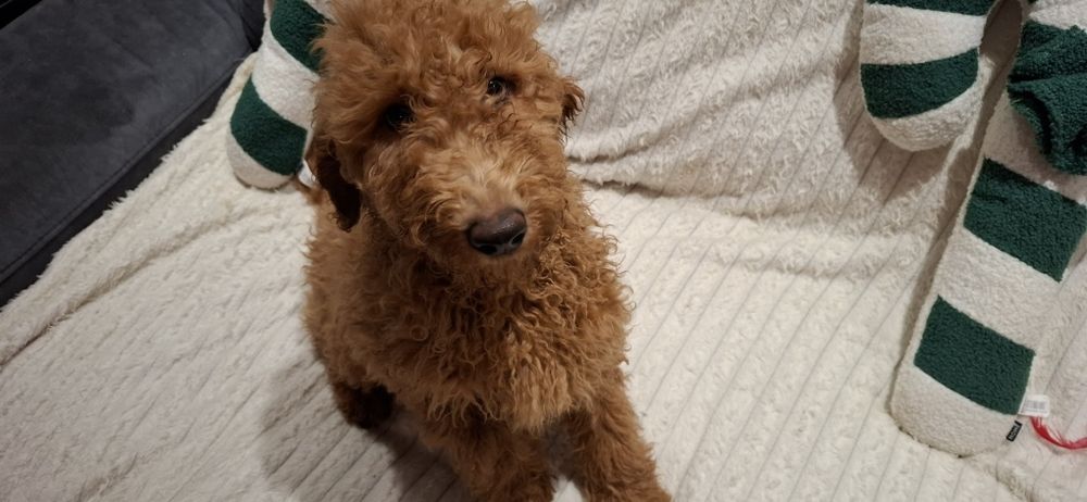 Goldendoodle f1b standard