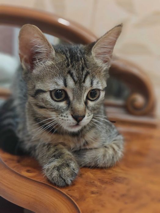 Кошеня 3 місяці дівчинка