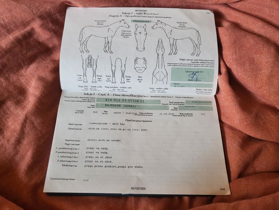 Pilnie! Sprzedam młodego wałacha