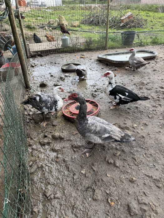 Patos mudos jovens e adultos