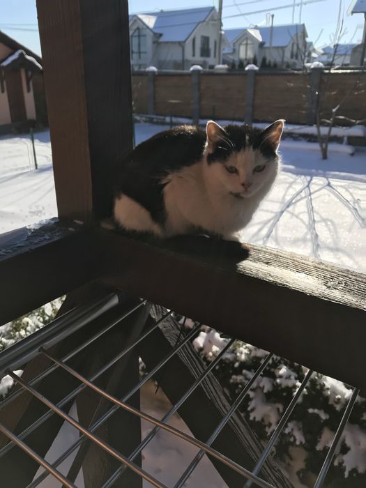 Котенята котики маленькі