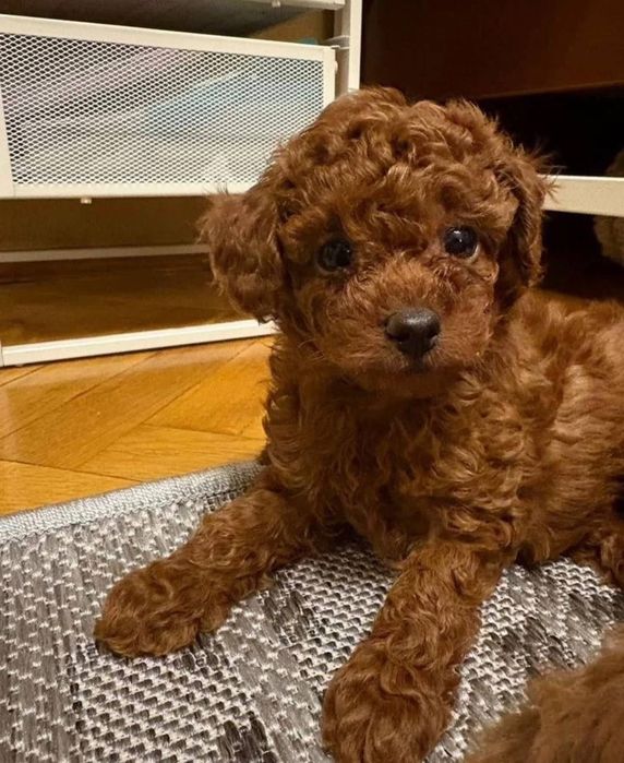 Собачка той пудель дівчинка