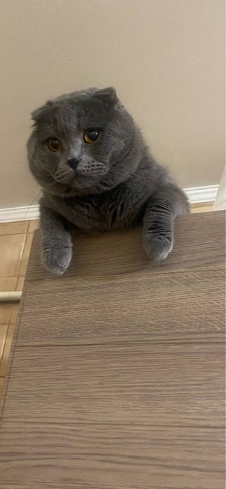 Красавчик Тимоша чувствует весну .Не кастрирован!