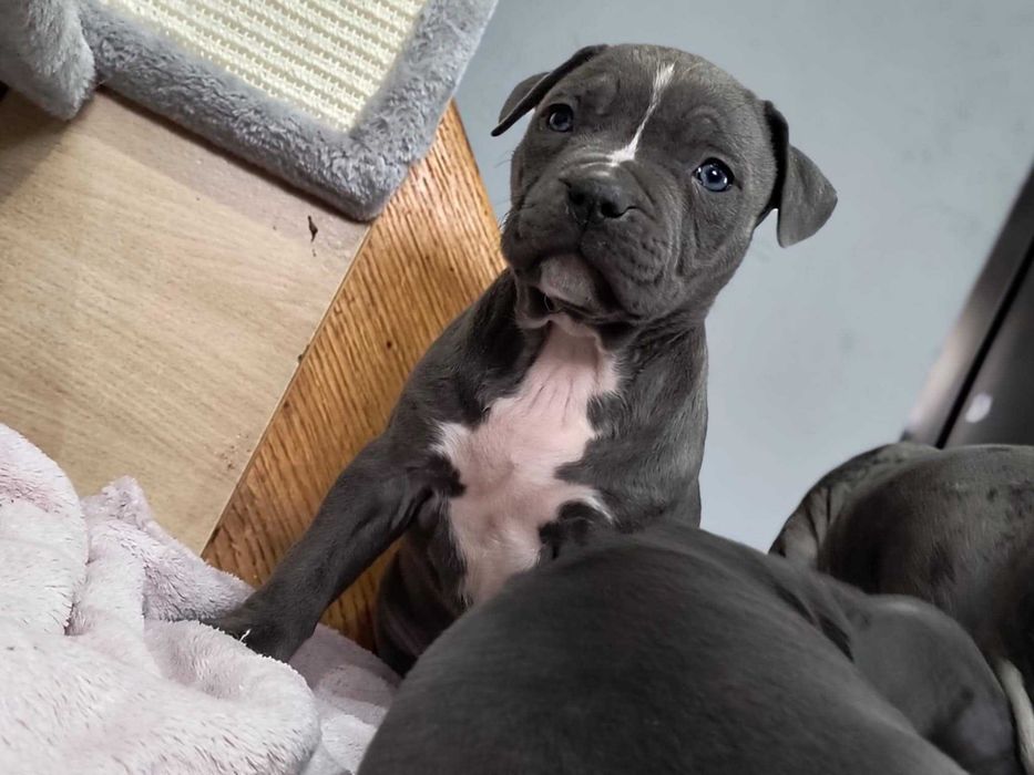 Amstaff szczeniaczek poszukuje domu umaszczenie blu i menro