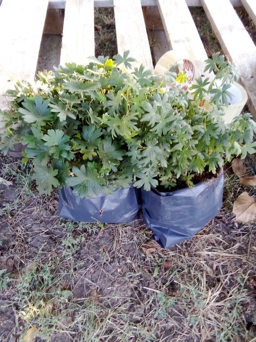 Сантолина, герань садовая - многолетки.