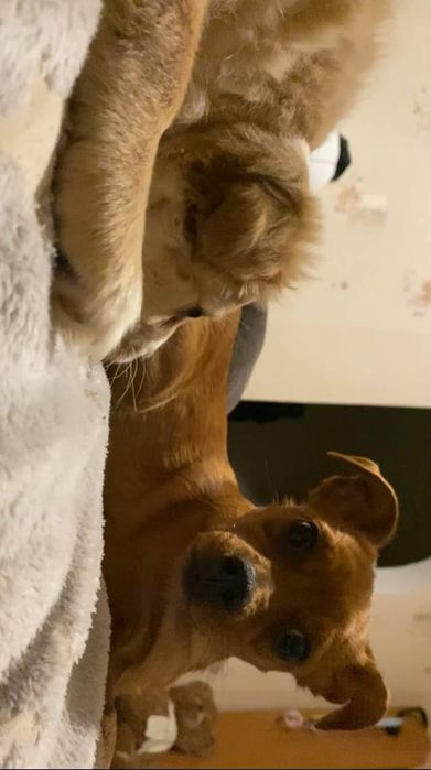 Віддам цуценя(дівчинка)