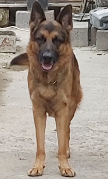 Кобель для вязки безкоштовно