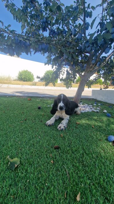 Cocker Spaniel Inglês Azul Ruão macho
