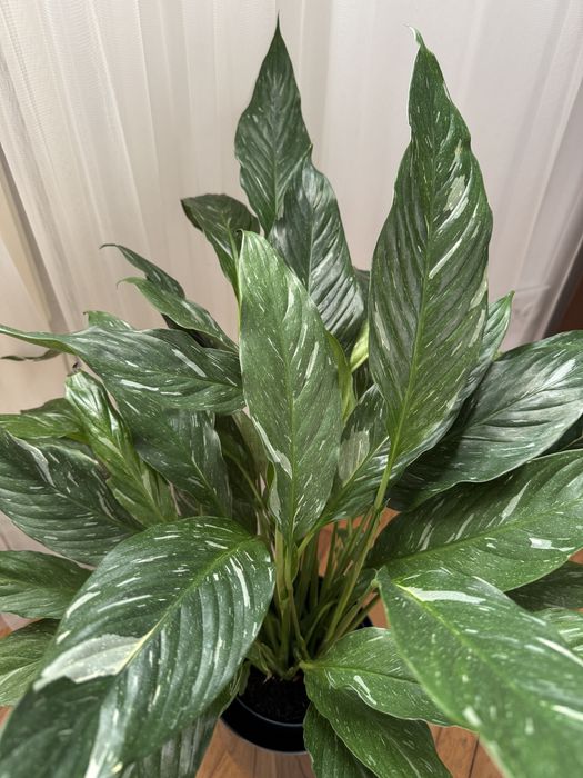 Спатифілум даймонд.