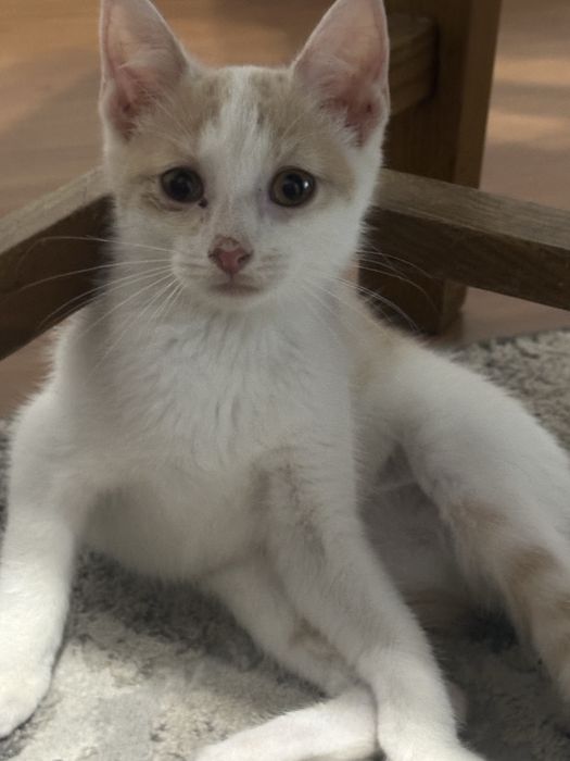 Gatinho macho para Doação