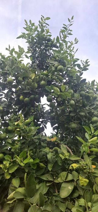 Limas para caipirinhas