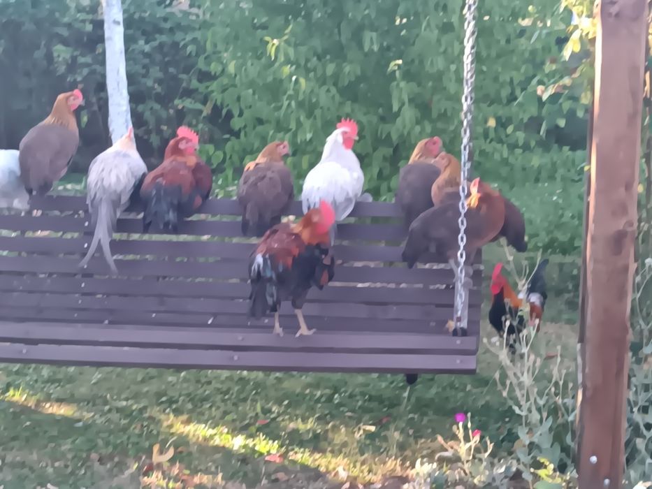 Koguty młode do dalszego chowu