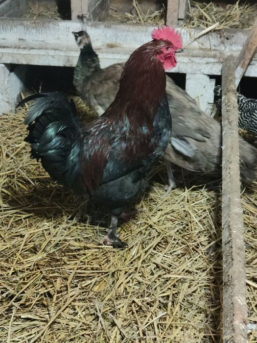 Sprzedam jaja lęgowe od kur Marans