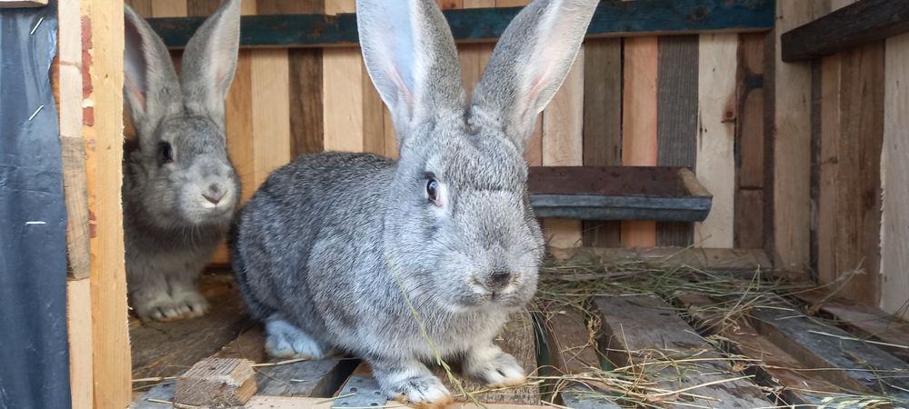 Продам кролики. Порода Шиншила Радянська+Євро.