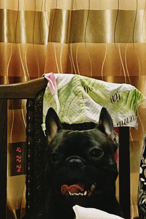 Вязка. Кобель французский бульдог ищет невесту