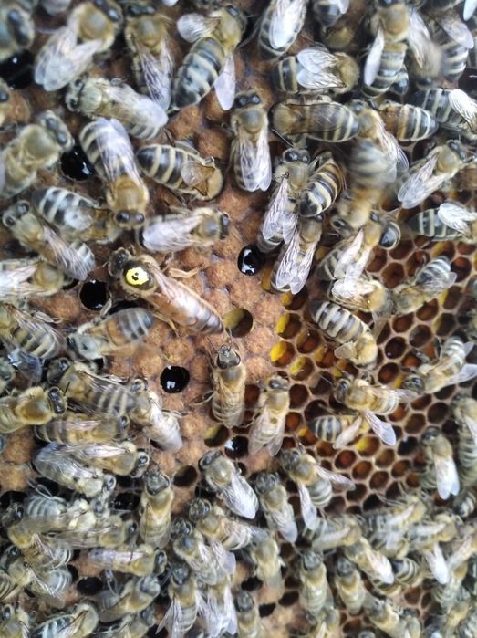 Бджолині матки та бджолопакети