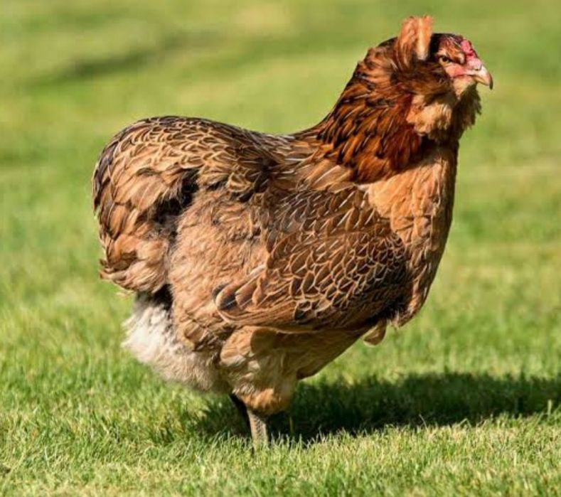 Kury araucana pisklaki araucana pisklaki Rosy kury Rosy