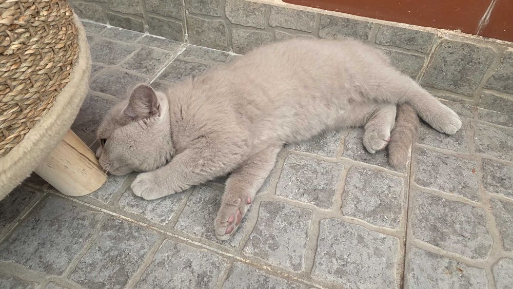 British Shorthair lilás