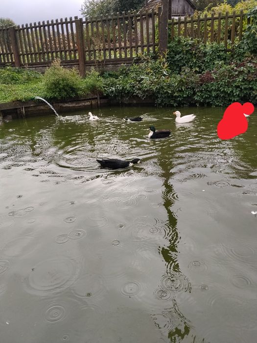 Kaczki call duck kanadyjki