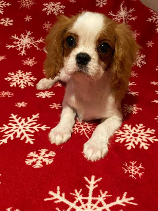 Cavalier King Charles Spaniel*Śliczny piesek