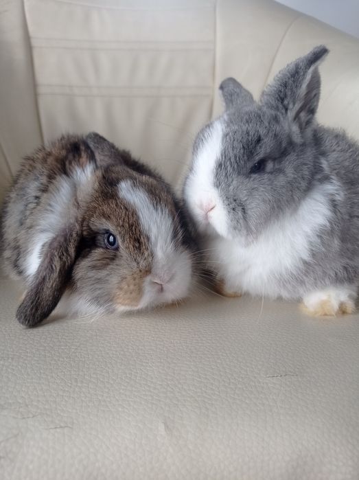 Królik mini lop.