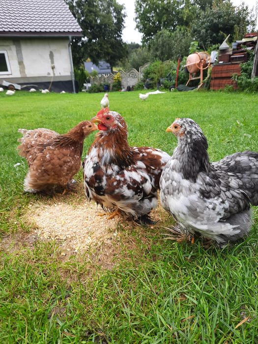 Koguty kochiny miniaturow