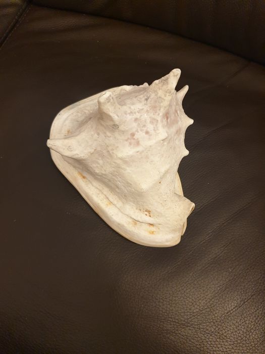 Búzio de ceramica