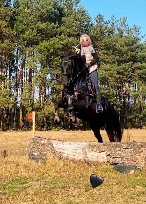 Klacz skokowa dla juniora/amatora