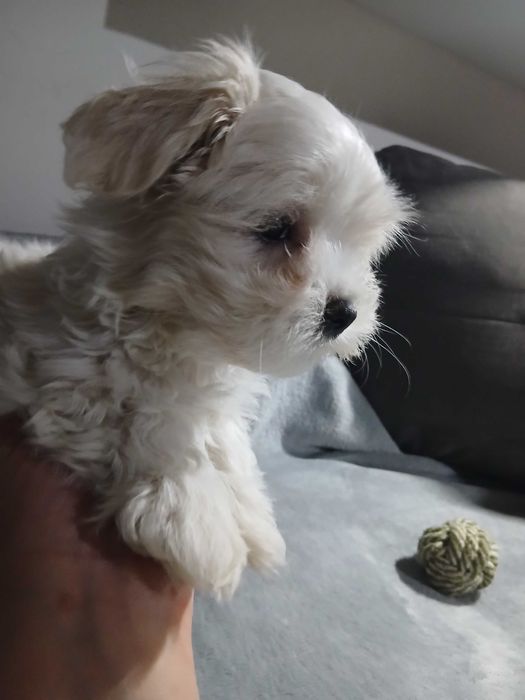 maltańczyk piękne pieski, suczka i piesek xs rodowód krótka kufa!