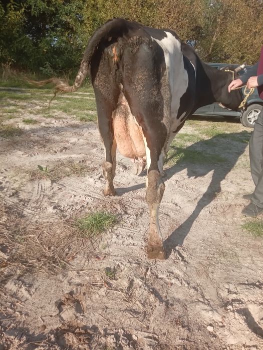 Продам добру молоду корову