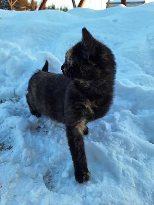 Oddam koty w dobre ręce