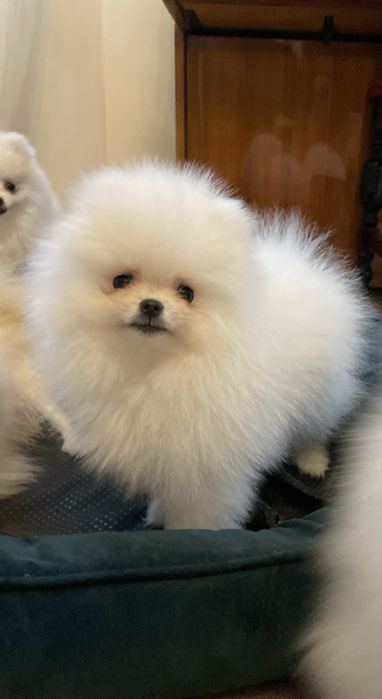 Pomeranian przepiękny chłopiec !