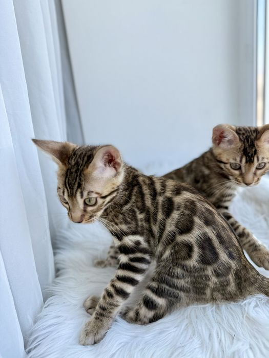 Продаж бенгальських кошенят