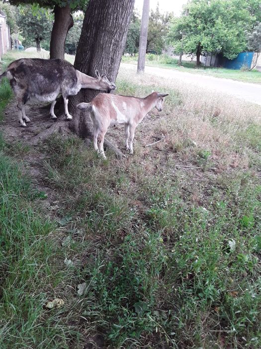 Продам молоду кізочку