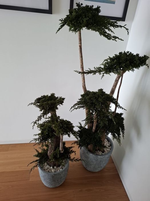 2 Bonsais naturais preservados