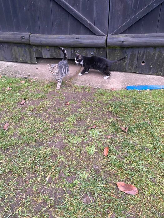 oddam 2 koty za darmo