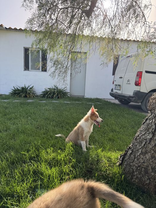 Border Collie Fêmea RedMerle Fofa