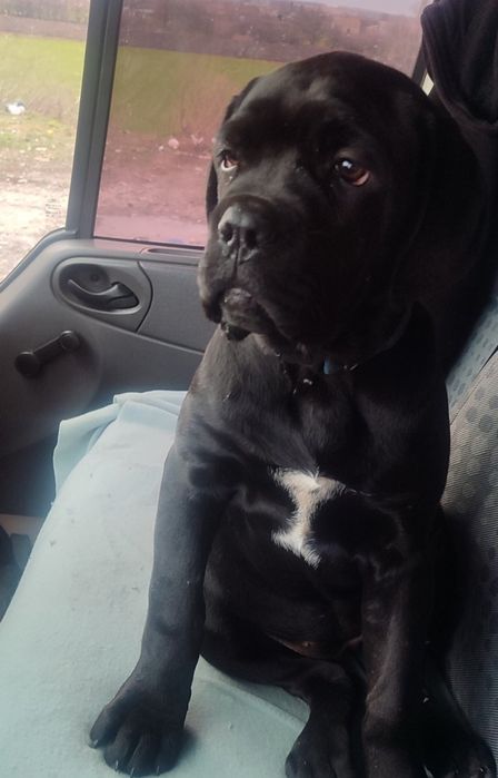 Пропонуємо дівчаток Кане Корсо