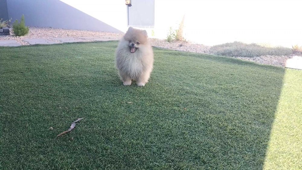 Lulu da Pomerânia macho com LOP (Pedigree) e Afixo