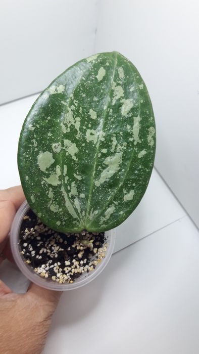 Хойя сортовая укореняшки