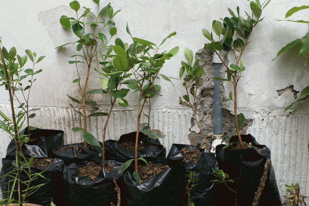 Avore  frutoFeijões