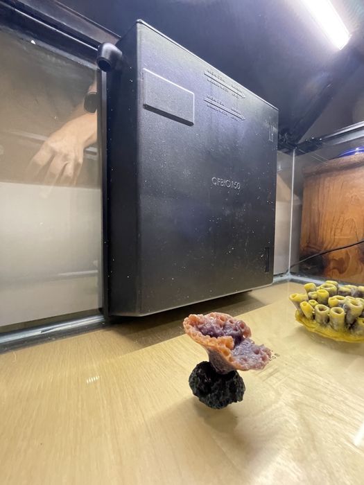 Aquário 60L + acessórios (em excelentes condições)