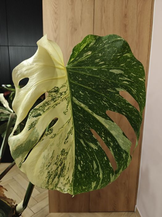 Monstera deliciosa Thai Constellation XXL big form, roślina