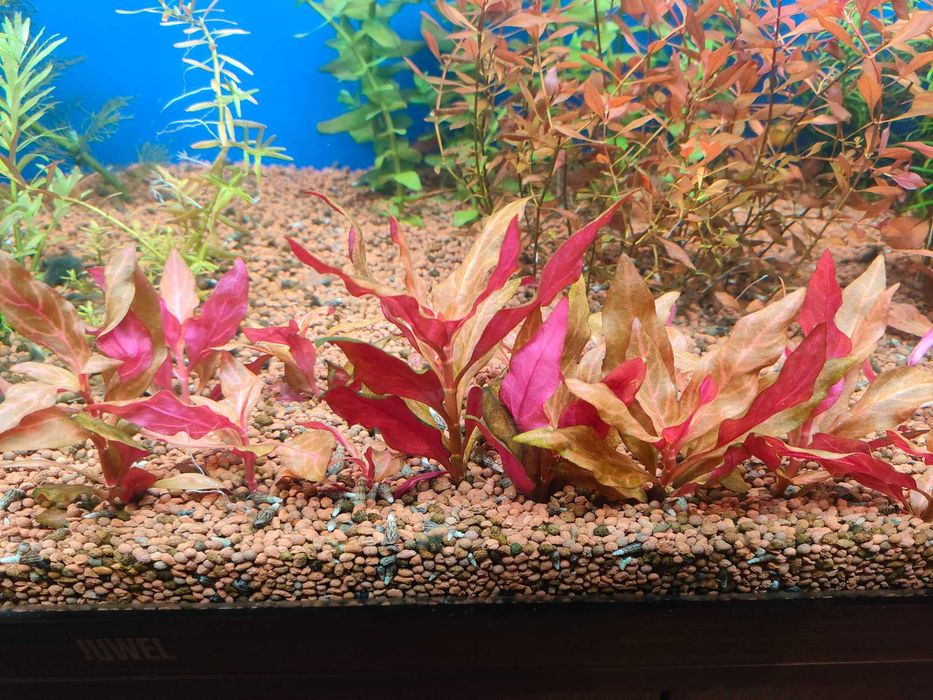 Alternanthera Rosanervig